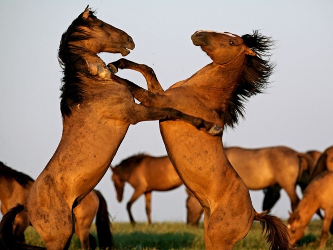 horsesfighting